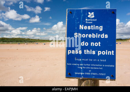 Una colonia di nidificazione di artico e poco Sterne vicino a bassa Newton, Norhumberland, UK. Foto Stock