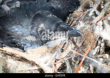 Nido del Corvus corax, comune Raven nella natura Foto Stock