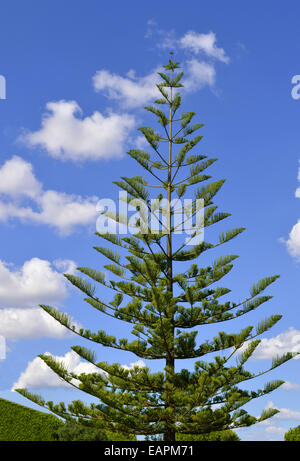 Isola Norfolk Pino, il nome latino di Araucaria heterophylla 'Glauca' Foto Stock