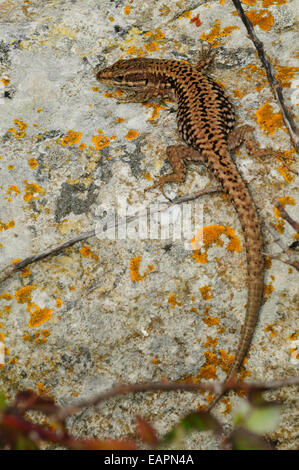 Maschio adulto lucertola muraiola crogiolarsi su pietra Foto Stock