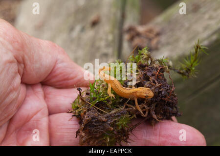 Newt liscia (Triturus vulgaris). Metamorfosati di newt tadpole dall anno precedente, che si trova al di sotto di un asse di legno nel giardino. Foto Stock