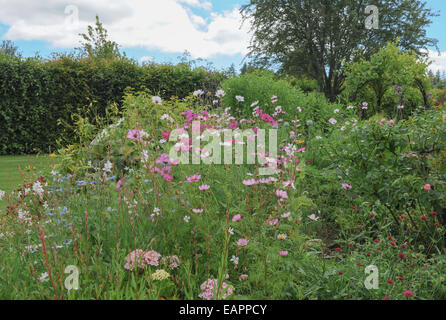 Cosmo rosa fiori nel Giardino Cottage a RHS Rosemoor, Torrington, Devon, Inghilterra, Regno Unito Foto Stock