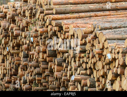 Pila di tronchi di legno dopo il taglio di legname Foto Stock