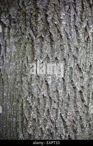 Europeo Comune o il Frassino (Fraxinus excelsior). Corteccia pattern su un maturo o mezzo albero anziano. Norfolk. In Inghilterra. Foto Stock