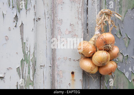 Verdure. Un mazzetto di cipolle (Allium cepa) legati insieme con una corda, appeso contro una parete spiovente di pannelli in legno con pareti scrostate. In Inghilterra. Foto Stock