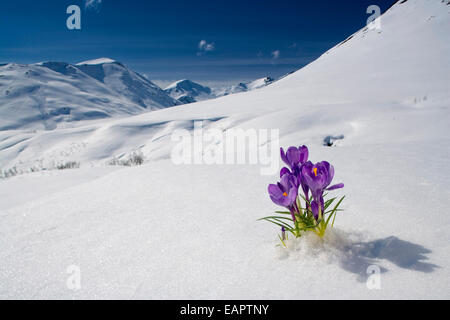 Fiore Crocus Peeking fino attraverso la neve. Molla. Centromeridionale Alaska. Foto Stock