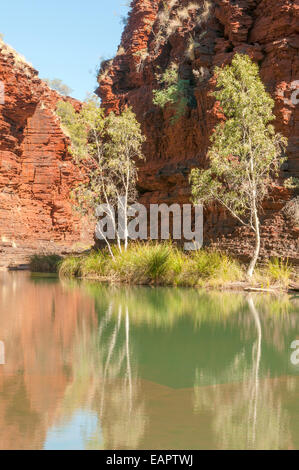 Piscina in Kalamina Gorge, Karijini NP, WA, Australia Foto Stock