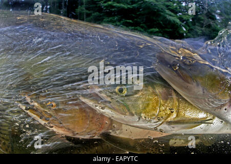 Alaska, Sitka, rosa salmone (Oncorhynchus gorbuscha) nuotare fino il fiume indiano per deporre le uova. Foto Stock