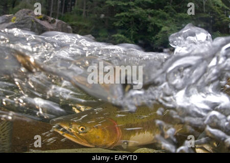 Alaska, Sitka, rosa salmone (Oncorhynchus gorbuscha) nuotare fino il fiume indiano per deporre le uova. Foto Stock