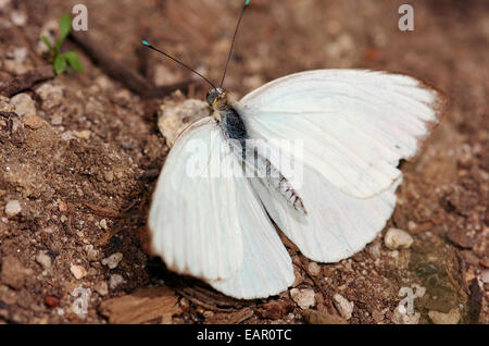 Great Southern bianco, Ascia monuste, la California del Sud Foto Stock