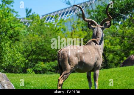 Kudu maggiore nel campo Foto Stock