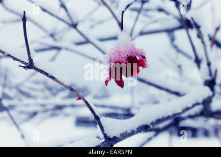 Gli uccelli pecked viburnum bacche in inverno, closeup shot. Foto Stock