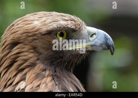 Close up ritratto di profilo della testa di un giovane golden eagle. giù, becco, occhio particolare. Foto Stock