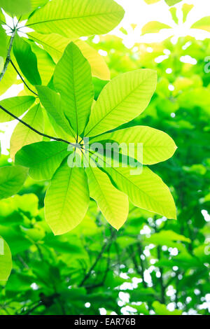 Foglie verdi Foto Stock