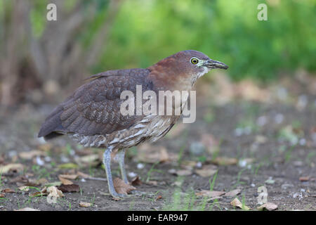 Notte Giapponese Heron Foto Stock