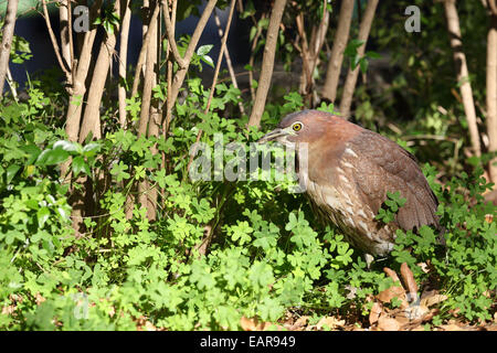 Notte Giapponese Heron Foto Stock