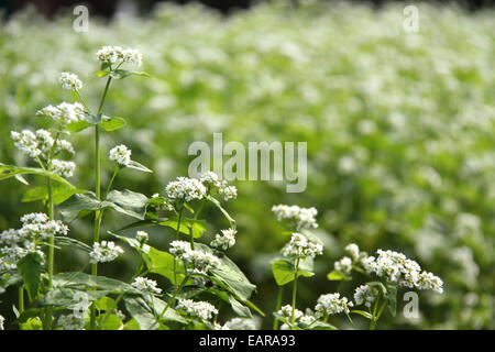 Fiori di grano saraceno Foto Stock