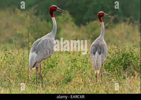 Gru Sarus (Grus antigone), coppia, Parco Nazionale di Keoladeo, Bharatpur Rajasthan, India Foto Stock