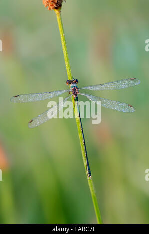 Willow Emerald Damselfly (Lestes viridis), maschio, Renania settentrionale-Vestfalia, Germania Foto Stock