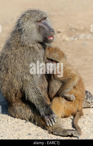 Babbuino oliva (papio anubis), femmina con i giovani, i depositi in Africa, captive, Paesi Bassi Foto Stock