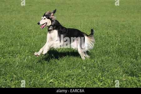 Saluki, Levriero Persiano a piena velocità, Algovia, Baviera, Germania Foto Stock