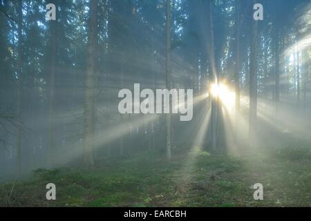 Raggi di sole rompendo la mattina presto la nebbia in una foresta, vicino a Kindberg, Stiria, Austria Foto Stock