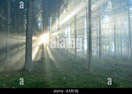 Raggi di sole rompendo la mattina presto la nebbia in una foresta, vicino a Kindberg, Stiria, Austria Foto Stock