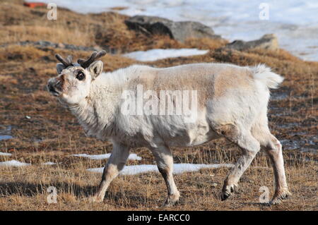 Renna delle Svalbard (Rangifer tarandus platyrhynchus), Spitsbergen, arcipelago delle Svalbard, Norvegia Foto Stock