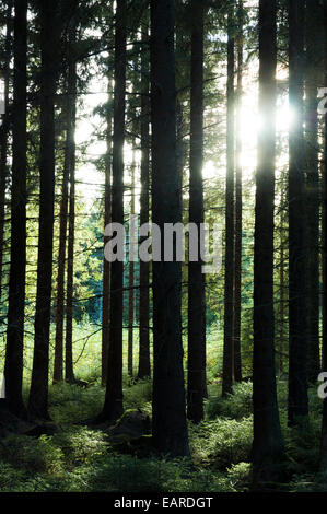 La luce del sole scorgendo attraverso alti pini su un fresco sottobosco verde Foto Stock