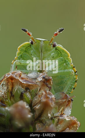 Larva del Comune Shieldbug verde (Palomena prasina), Hesse, Germania Foto Stock