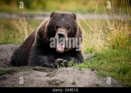 Orso grizzly (Ursus arctos horribilis) con ampia apertura delle ganasce, minaccioso gesto, Valdez, Alaska, Stati Uniti Foto Stock