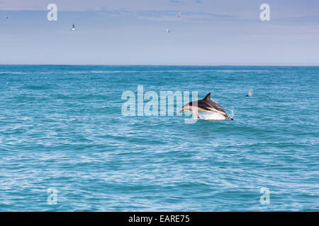 Hector i delfini (Cephalorhynchus hectori) salta fuori dell'acqua, Ferniehurst, regione di Canterbury, Nuova Zelanda Foto Stock