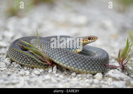 Caspian Whipsnake (Dolichophis caspius), avvolto a ricciolo, Pleven regione, Bulgaria Foto Stock