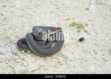 Caspian Whipsnake (Dolichophis caspius), avvolto a ricciolo, pronti a combattere, Pleven regione, Bulgaria Foto Stock