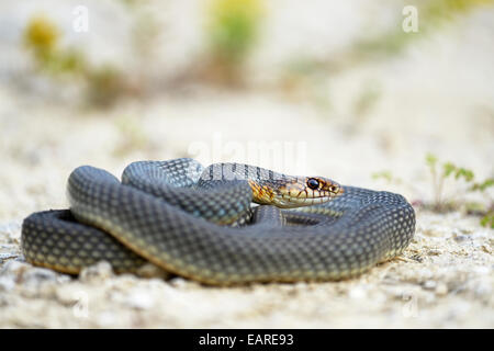 Caspian Whipsnake (Dolichophis caspius), avvolto a ricciolo, pronti a combattere, Pleven regione, Bulgaria Foto Stock