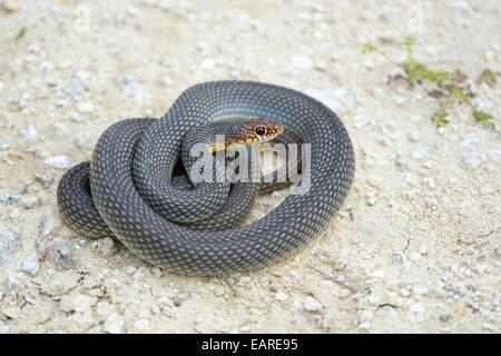 Caspian Whipsnake (Dolichophis caspius), avvolto a ricciolo, pronti a combattere, Pleven regione, Bulgaria Foto Stock