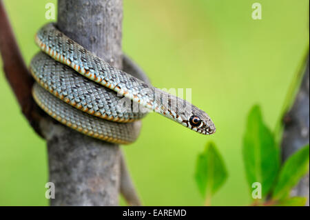 Spotted Snake (Elaphe sauromates), capretti, arrampicata, Pleven regione, Bulgaria Foto Stock