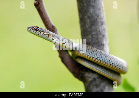 Spotted Snake (Elaphe sauromates), capretti, arrampicata, Pleven regione, Bulgaria Foto Stock