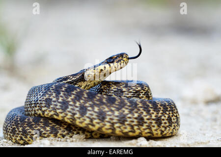 Spotted Snake (Elaphe sauromates), guizzanti la sua linguetta, Pleven regione, Bulgaria Foto Stock