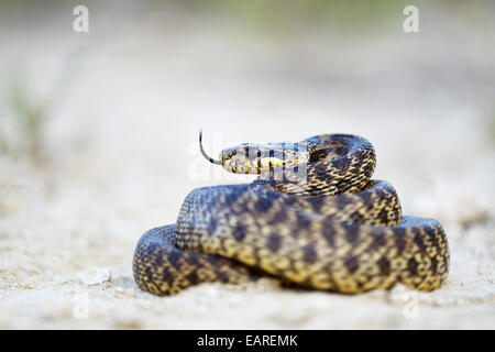 Spotted Snake (Elaphe sauromates), guizzanti la sua linguetta, Pleven regione, Bulgaria Foto Stock