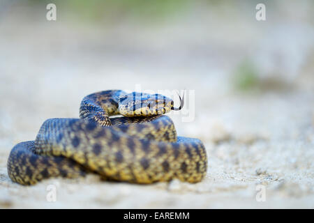 Spotted Snake (Elaphe sauromates), guizzanti la sua linguetta, Pleven regione, Bulgaria Foto Stock