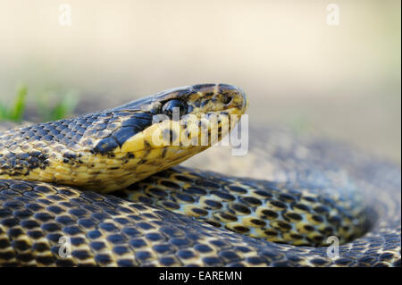 Spotted Snake (Elaphe sauromates), Pleven regione, Bulgaria Foto Stock