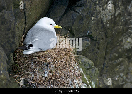 Nero allevamento zampe Kittiwake(Rissa tridactyla), Mykines, Isole Faerøer, Danimarca Foto Stock