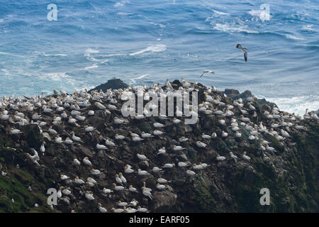 Gannett colonia, sule (Morus bassana), Mykines, Isole Faerøer, Danimarca Foto Stock