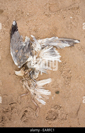 Un morto Aringa Gull lavato fino sulla spiaggia vicino Craster, Northumberland, Regno Unito. Foto Stock