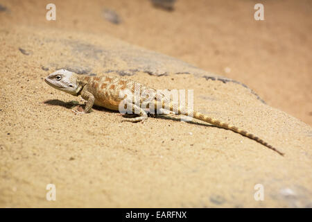 Steppa AGAMA SA (Trapelus sanguinolentus) nella sabbia. Il tema degli animali. Foto Stock