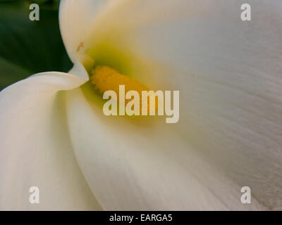 Immagine ravvicinata di un bianco Calla Lily Foto Stock