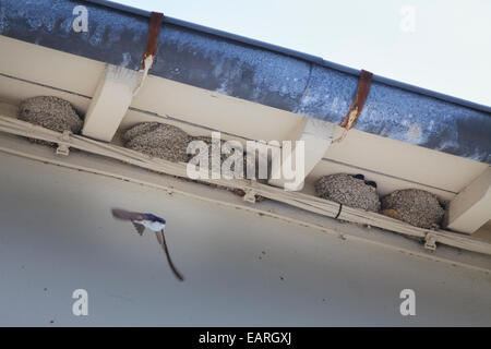 Swallow lascia il suo nido sotto il cornicione di una casa Foto Stock