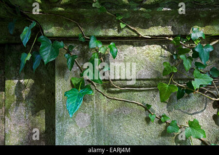 Coperto di edera sarcofago di pietra. Foto Stock