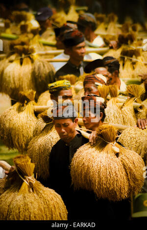 Anziani della comunità tradizionale che trasportano grappoli di riso raccolto durante il festival annuale di ringraziamento del raccolto a Ciptagelar, Giava Occidentale, Indonesia. Foto Stock